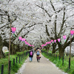桜のトンネルを歩こう♪埼玉「権現堂桜堤」でお花見！