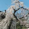 お気に入りの小石川後楽園の桜