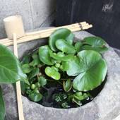 ギャラリーのざわinn(京都府 民宿) / 5