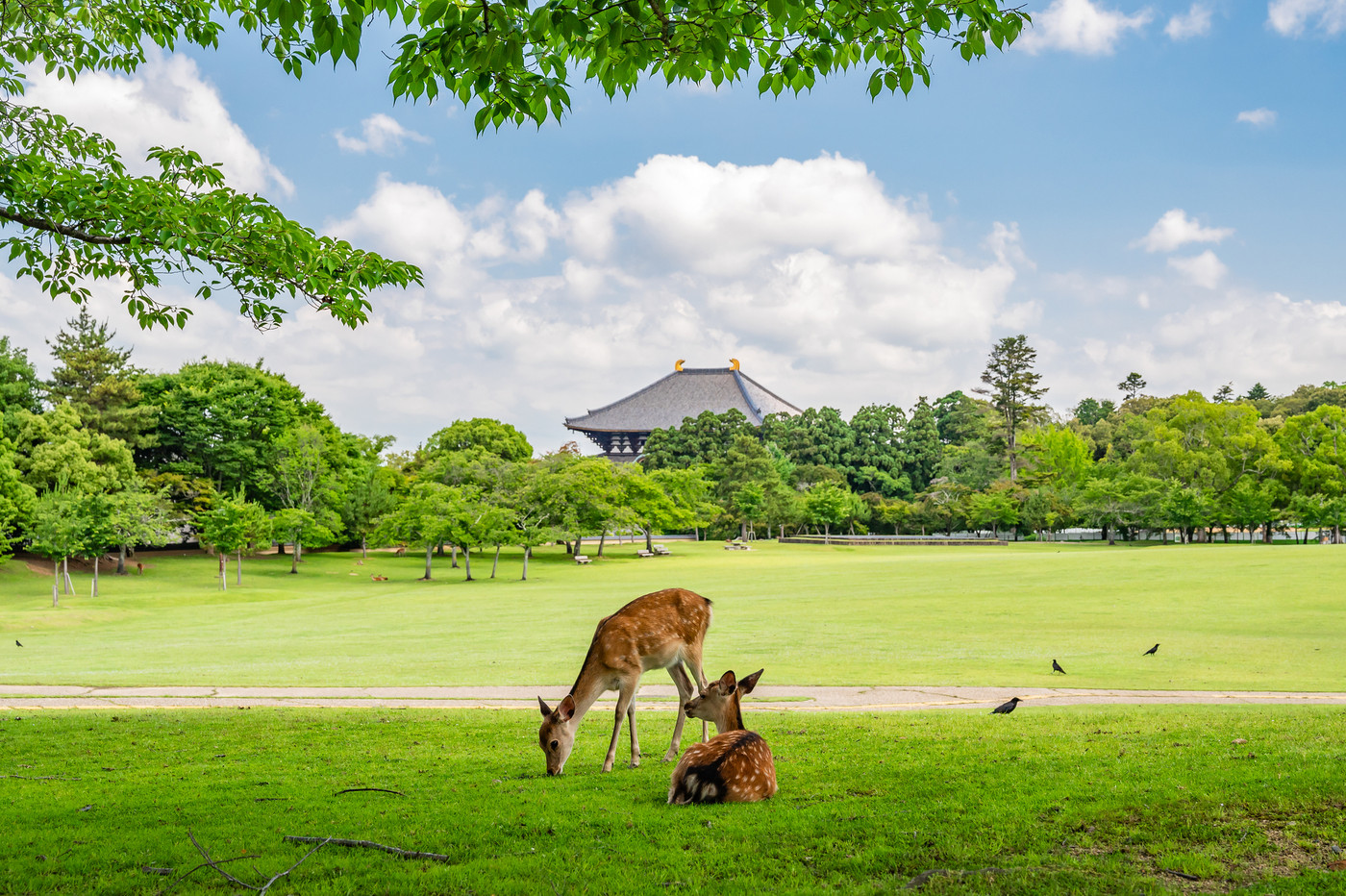 奈良公園の鹿　春日野園地