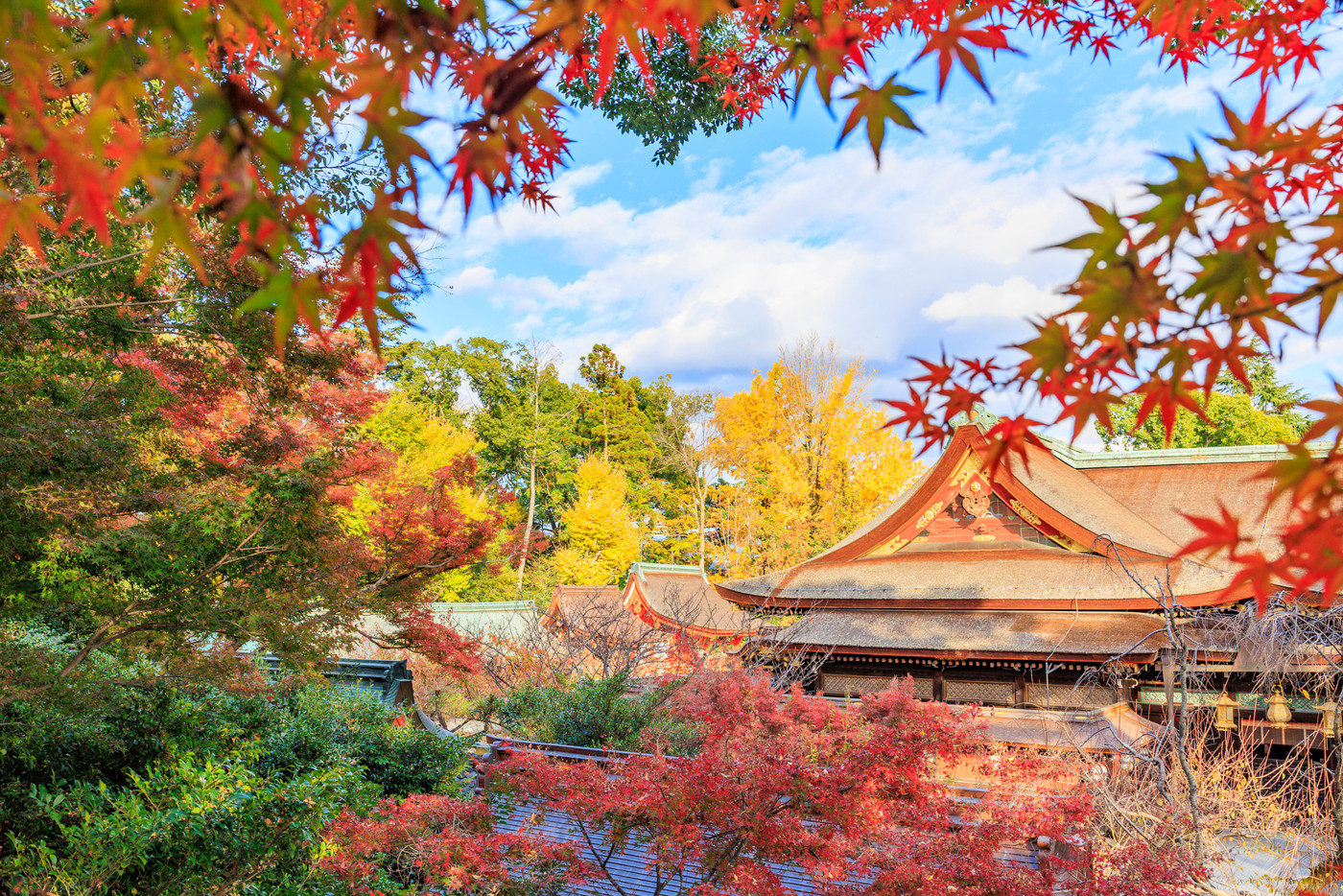 紅葉真っ盛りの北野天満宮もみじ苑
