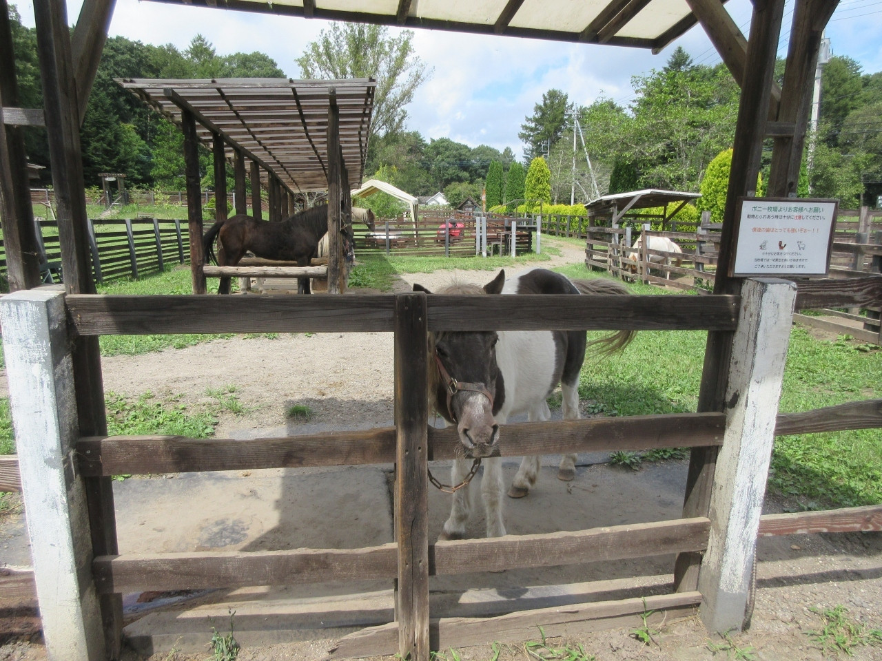 八ヶ岳・清里の注目エリアをたっぷり満喫3946480