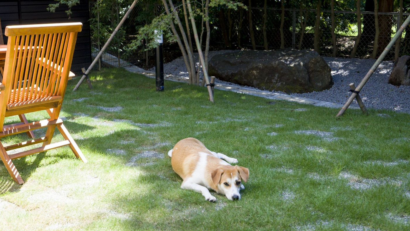 愛犬と一緒に箱根を満喫しよう3925036