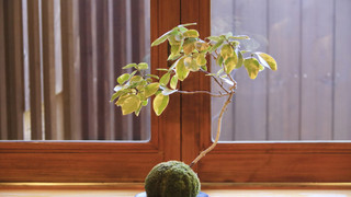 プレミア スイート 禁煙