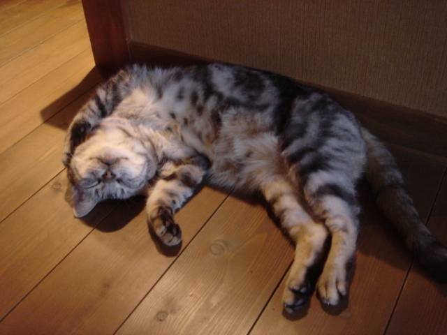 「角上楼」の看板猫④ / 4