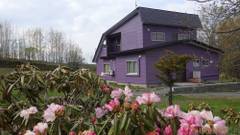 コテージクローバー