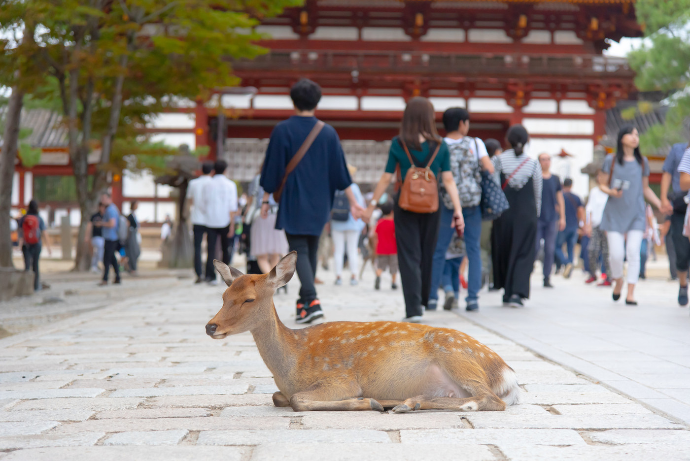 奈良公園の鹿と観光客