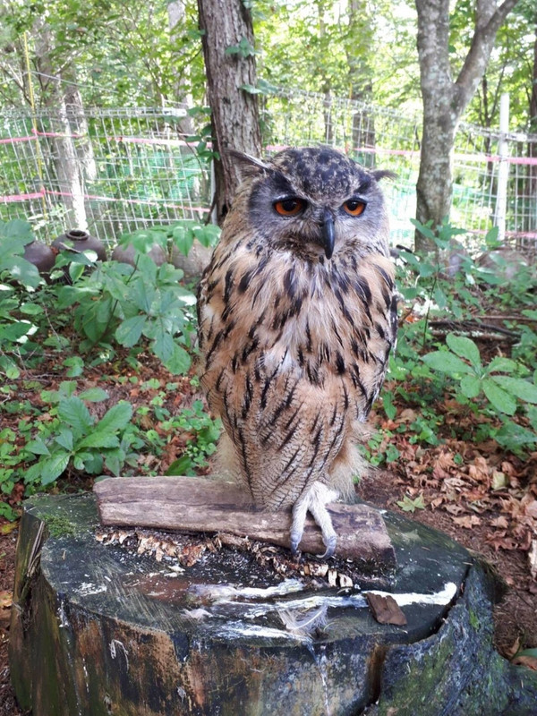 池の平ファミリーランド③