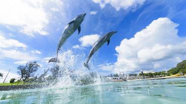 子供向けアクティビティ / 15