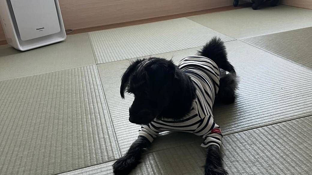 愛犬と一緒に
楽しんだ鳥羽の旅 / 2