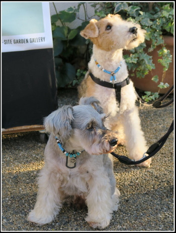 愛犬家がこぞって集まる場所ハルニレテラス817643