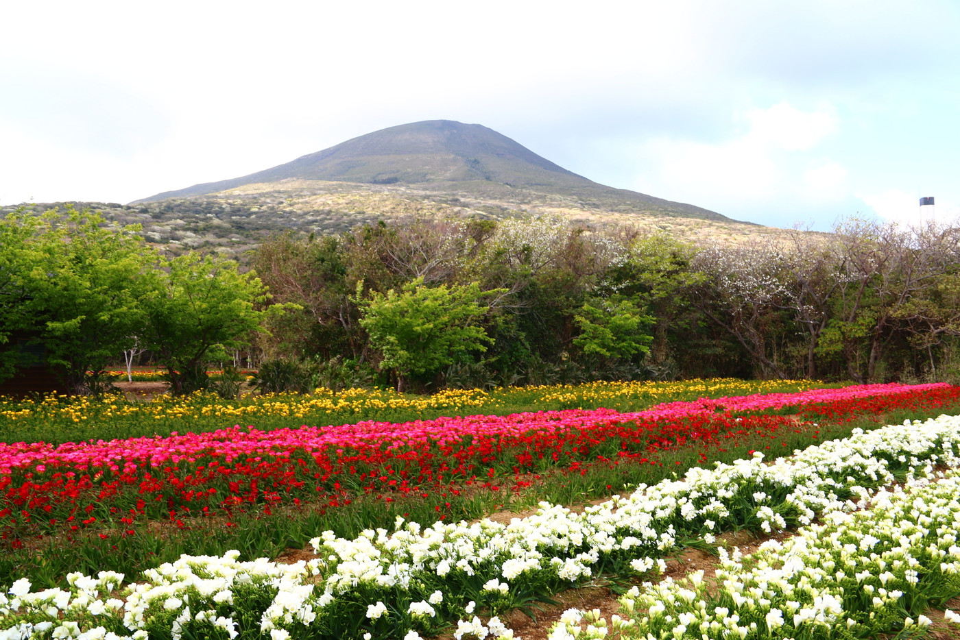 八丈島フリージア