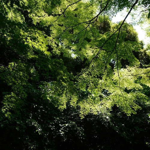 Hamamatsu Castle Park Garden