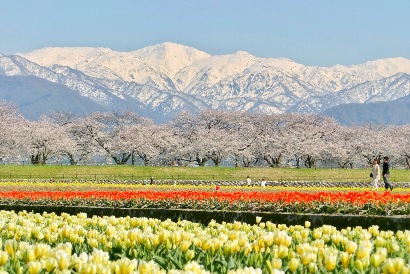 あさひ舟川　春の四重奏。　チューリップ・菜の花・桜並木・残雪の後立山連峰