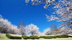 ホテルラフォーレ修善寺