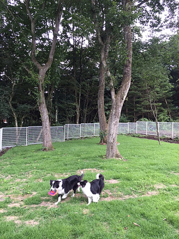 フォレストガーデン軽井沢ラ トピアリー4082706