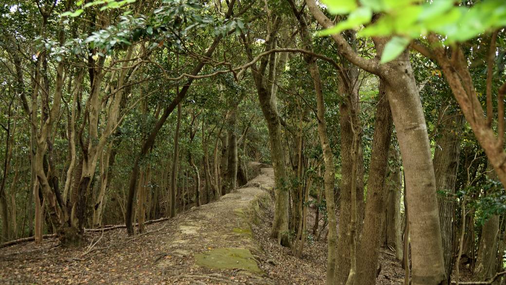熊野古道長井坂 / 2