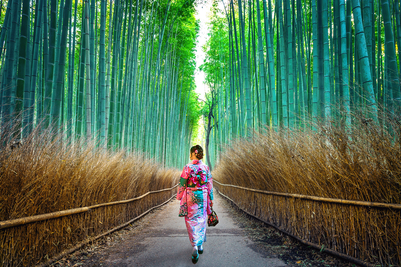 Bamboo Forest. Asian woman wearing japanese traditional kimono a