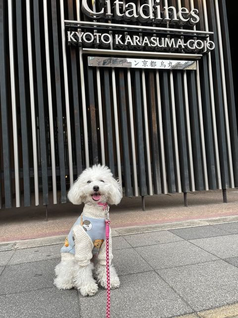 トイプードルのひなこちゃんもホテルステイに大満足でご機嫌 / 1