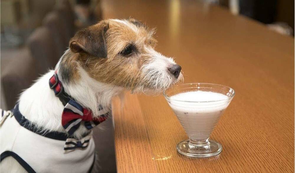 ペット同伴可 / 4