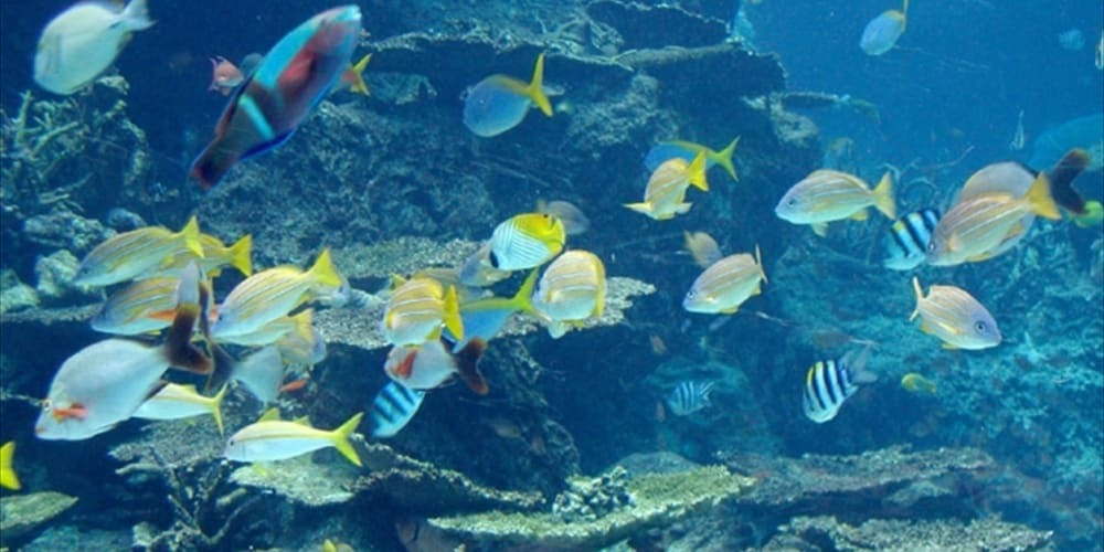 子供向けアクティビティ