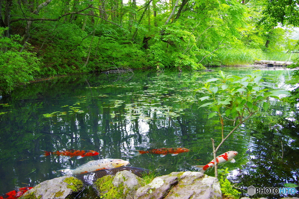 涼しくてのんびりできちゃう「裏磐梯エリア」3505526