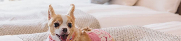 函館でペットと泊まれるホテル・旅館10選|愛犬も私も幸せなペット可宿