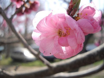 円山公園の桜7727