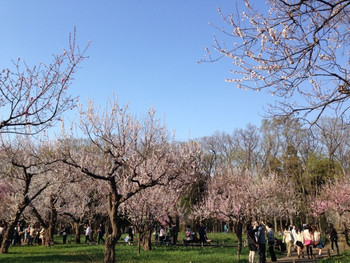 円山公園1557641