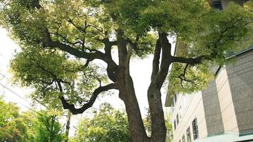 施設の敷地 / 11