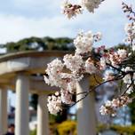 春の訪れを感じたら。カメラ片手に横浜・山手へお花見散歩♪