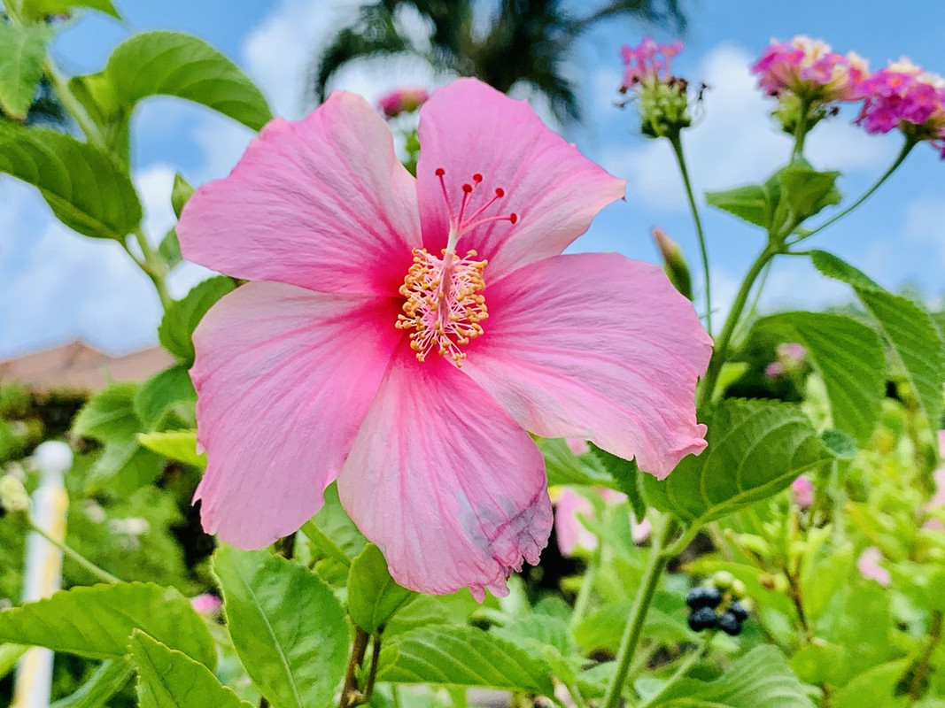 pinkハイビスカス