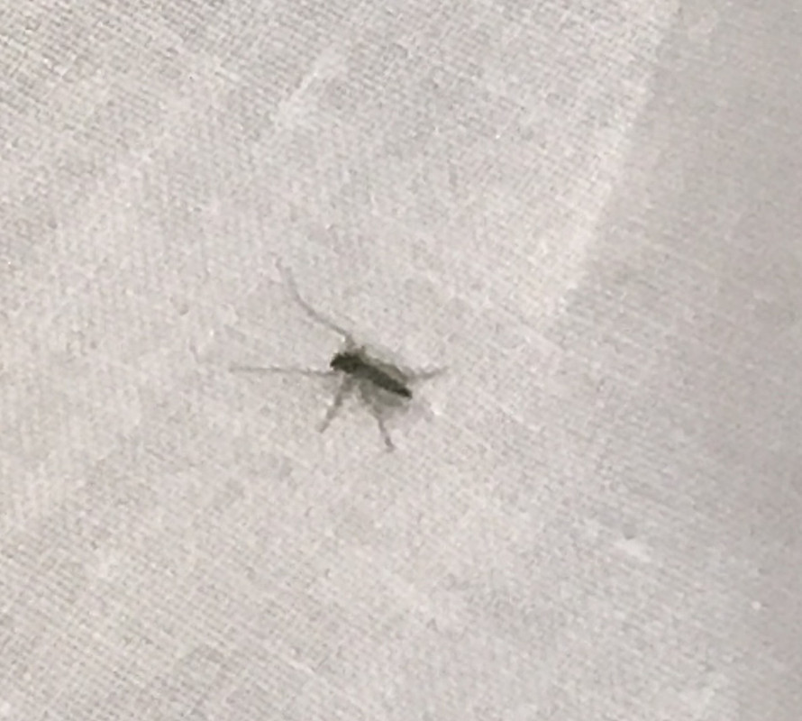 部屋の至るところに小さな虫が…