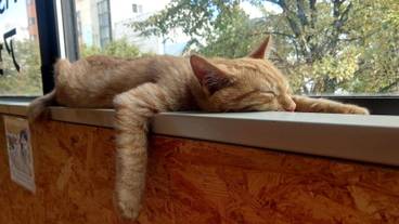 リビング エリア / 28