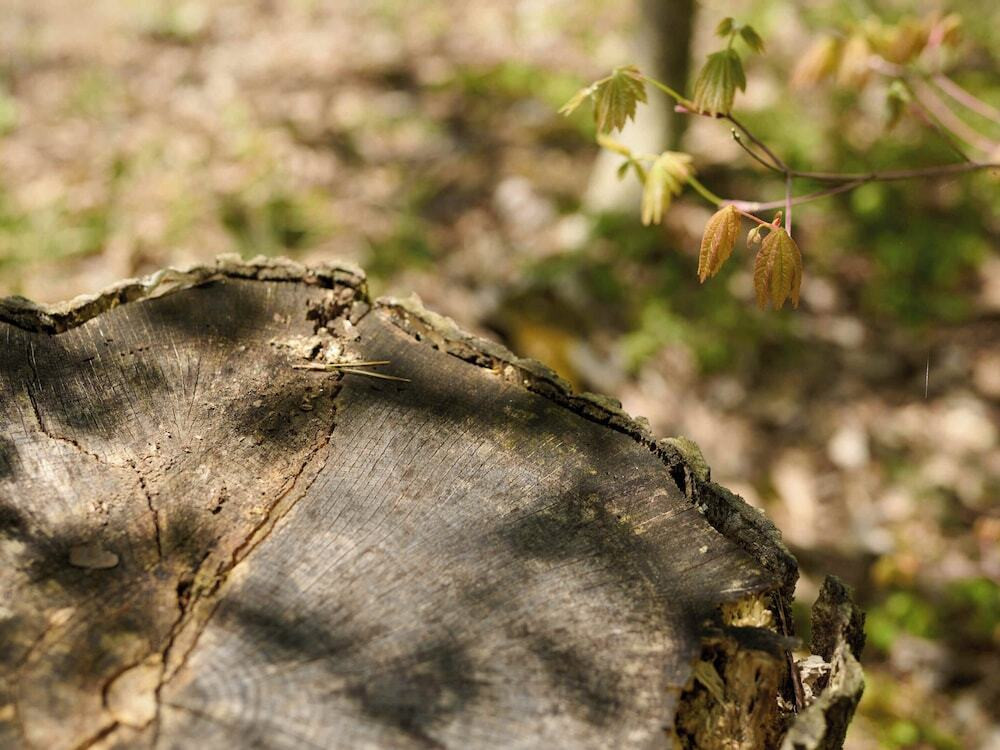 宿泊施設の地図