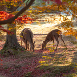 奈良女子旅の拠点に♪「奈良公園」周辺のおすすめホテル6選