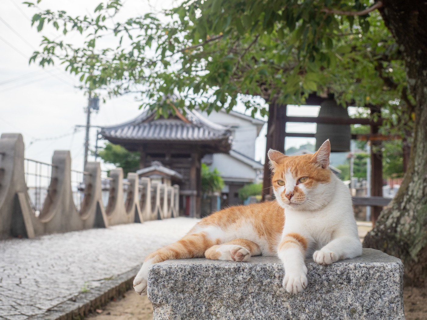 【広島県】尾道の寺の庭で石の上に座る茶色と白のハチワレ猫