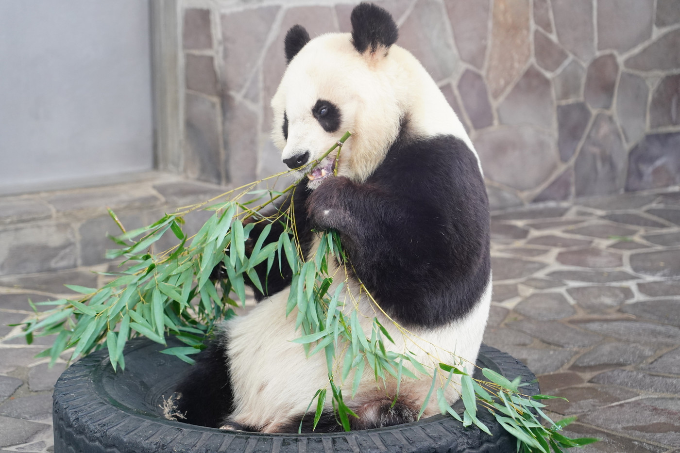 パンダ
