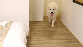 あわゆき1F, トリプルルーム 専用シャワー付