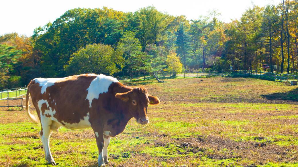 那須南ヶ丘牧場 / 1