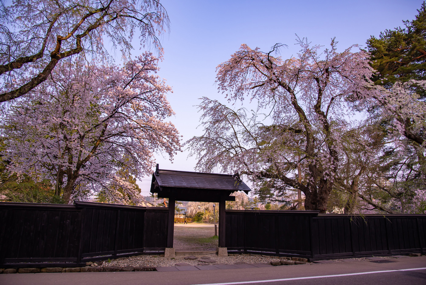 秋田県　仙北市　角館のしだれ桜　武家屋敷のまちなみ