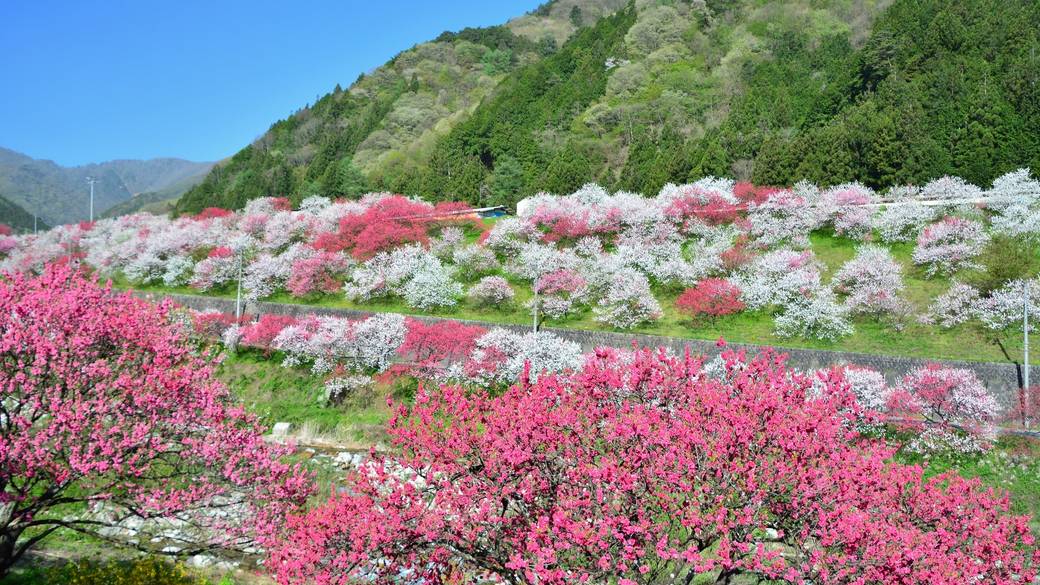 花桃の里 / 2