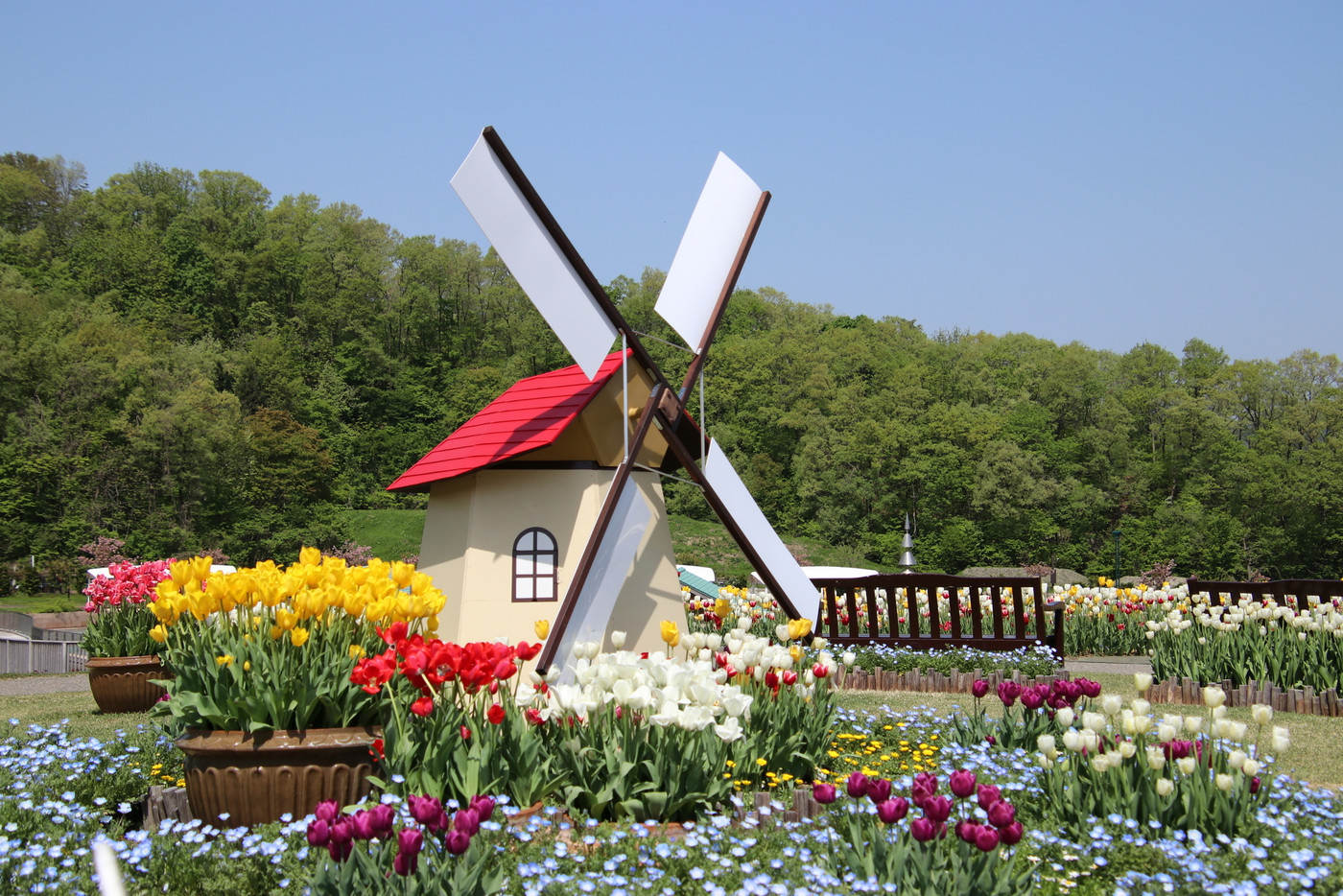 チューリップ (国営越後丘陵公園)