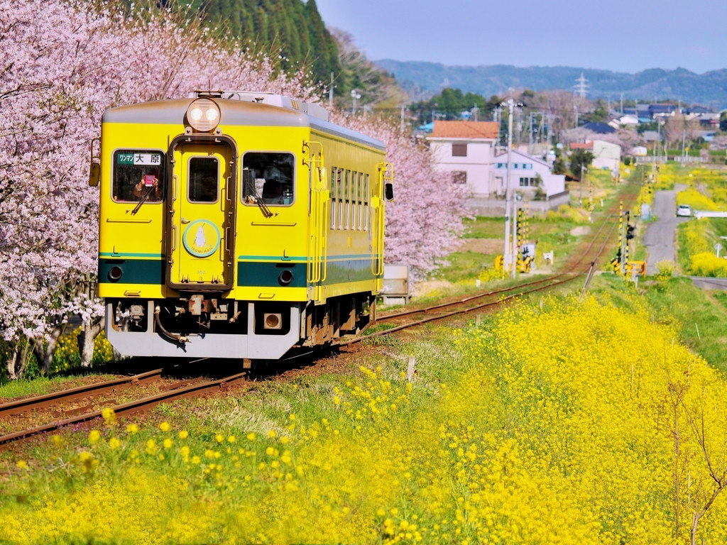 いすみ鉄道沿線1109684