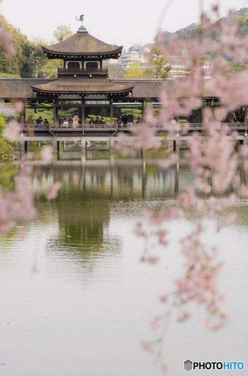 「平安神宮」でしっとり桜を楽しもう1554372
