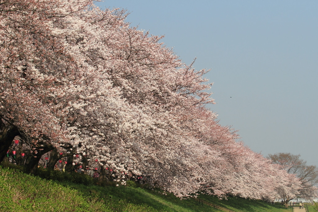 桜と菜の花の見事な競演！1559446