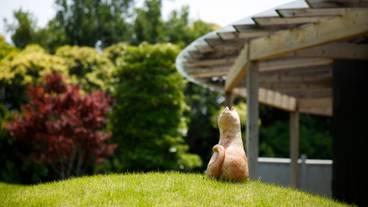 漠の庭 オブジェ / 10