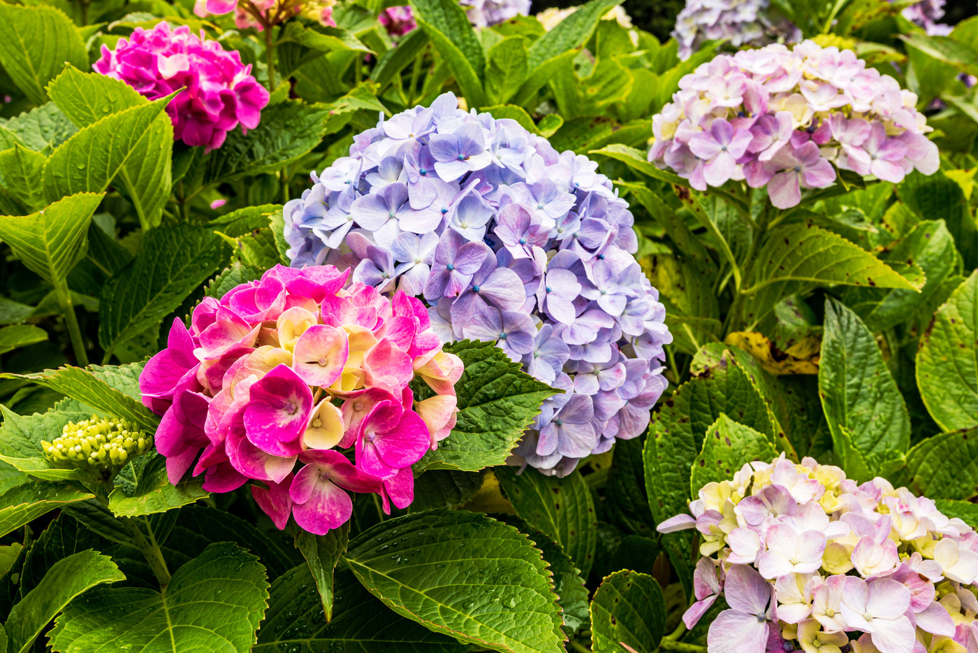 静かにけむる山間の霧に流れる雲重く　赤青白の紫陽花の花