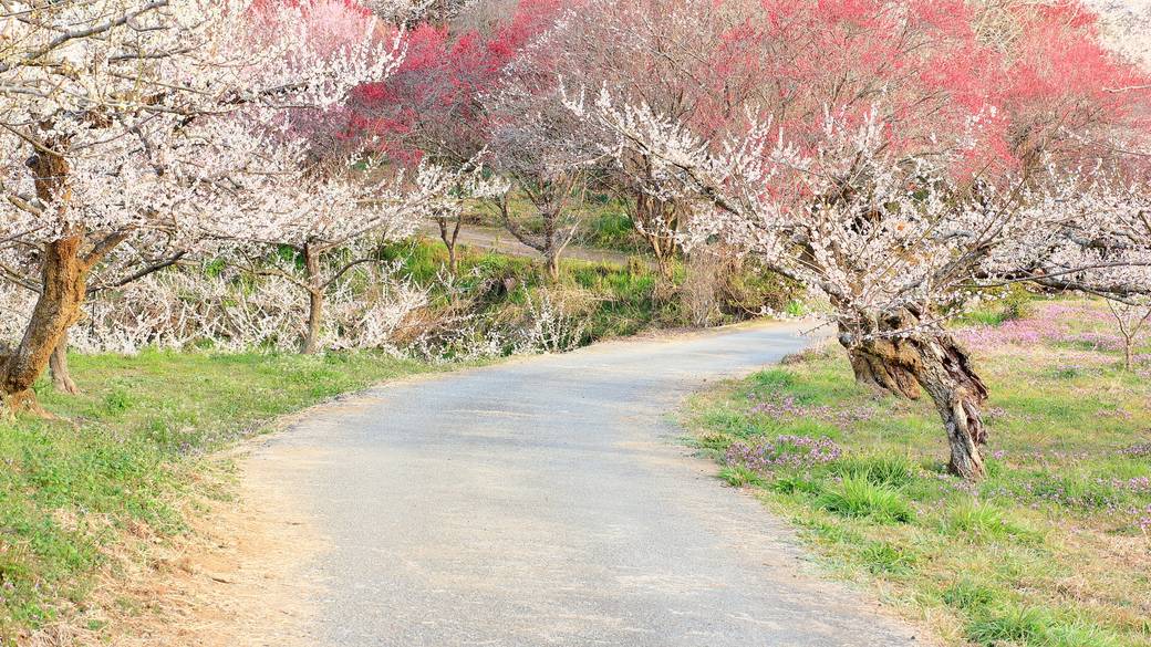 おおくぼ台梅園 / 4