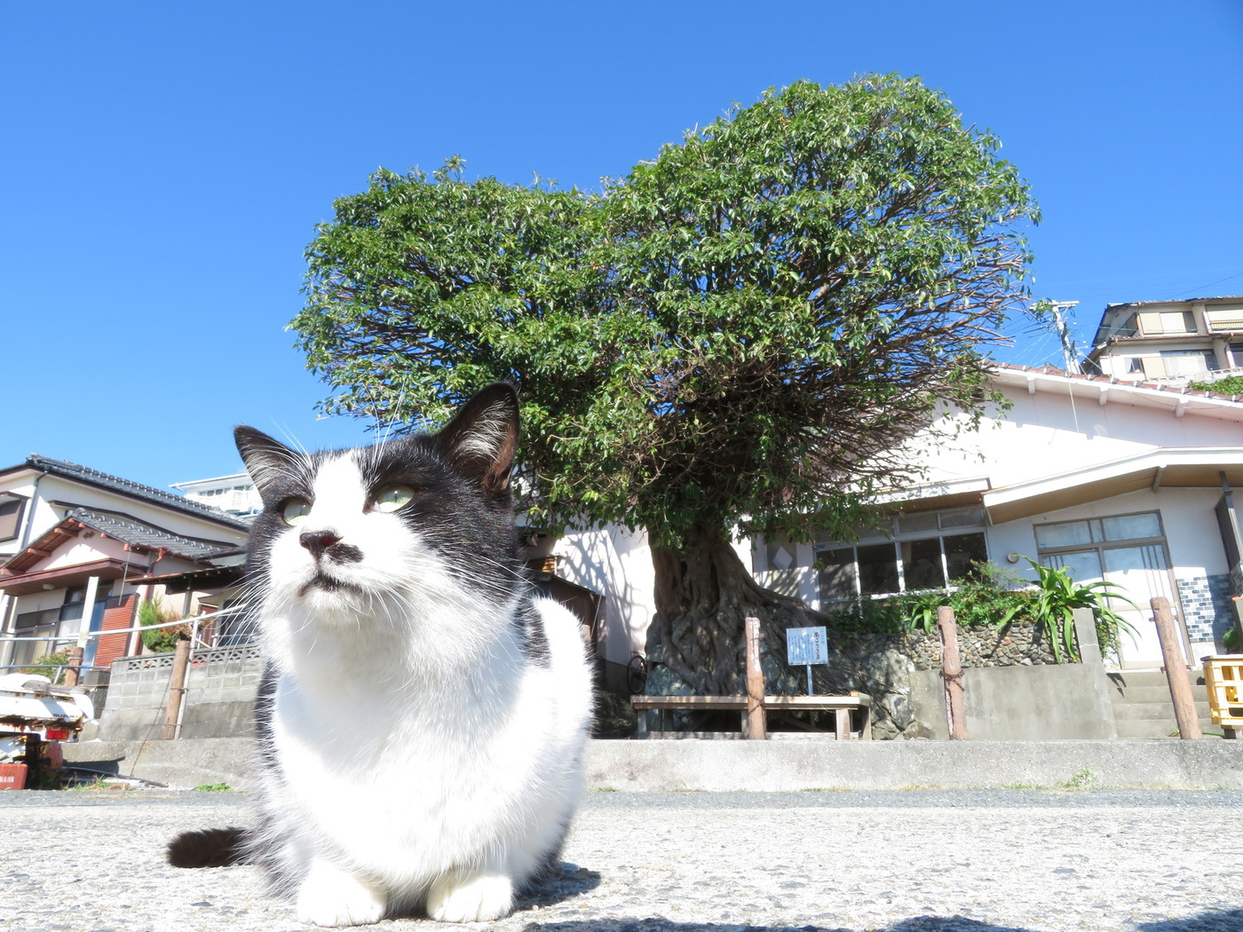 湯島 上天草市 熊本県